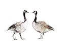 Geese by Gloria Ho - 8x10 Print