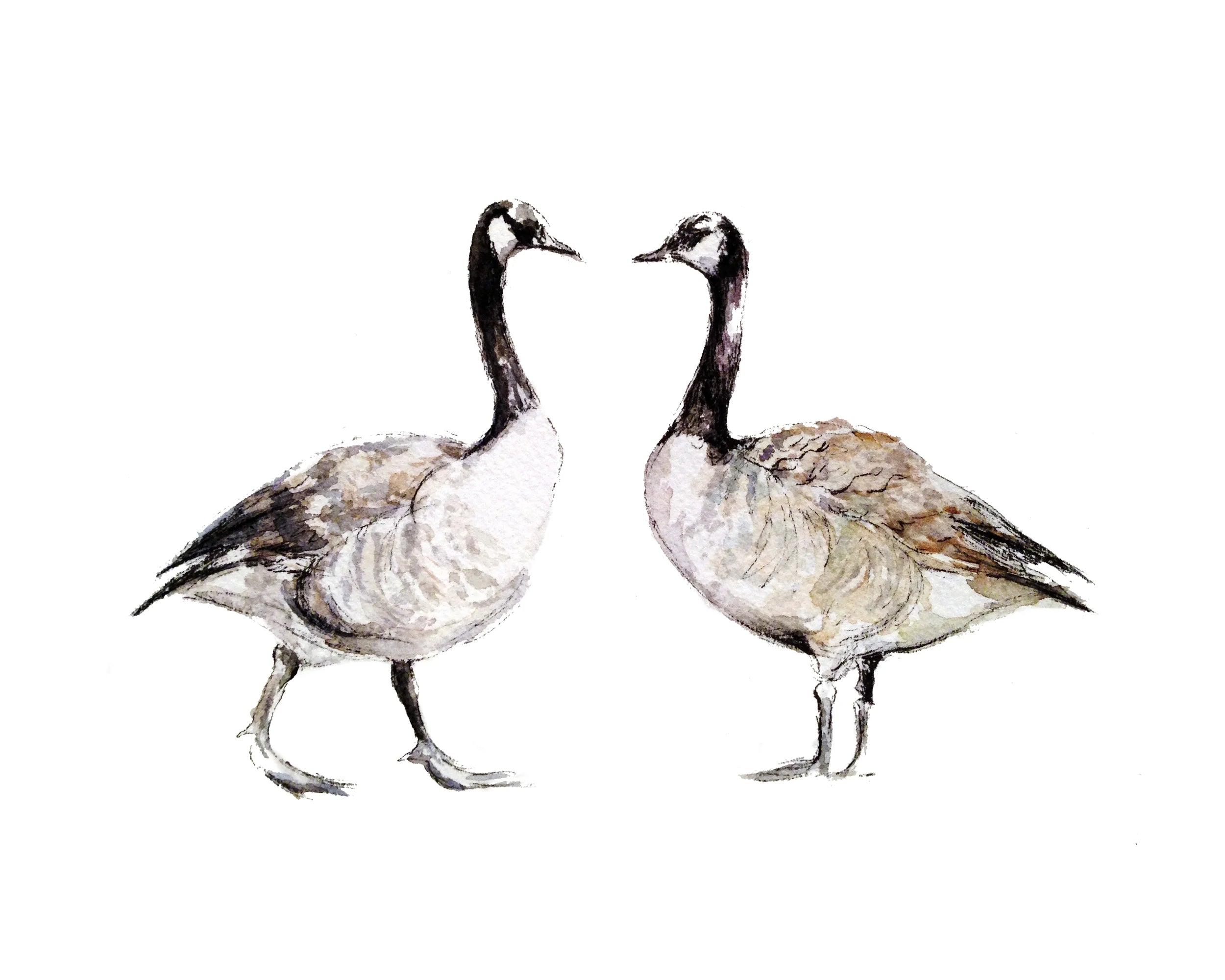 Geese by Gloria Ho - 8x10 Print