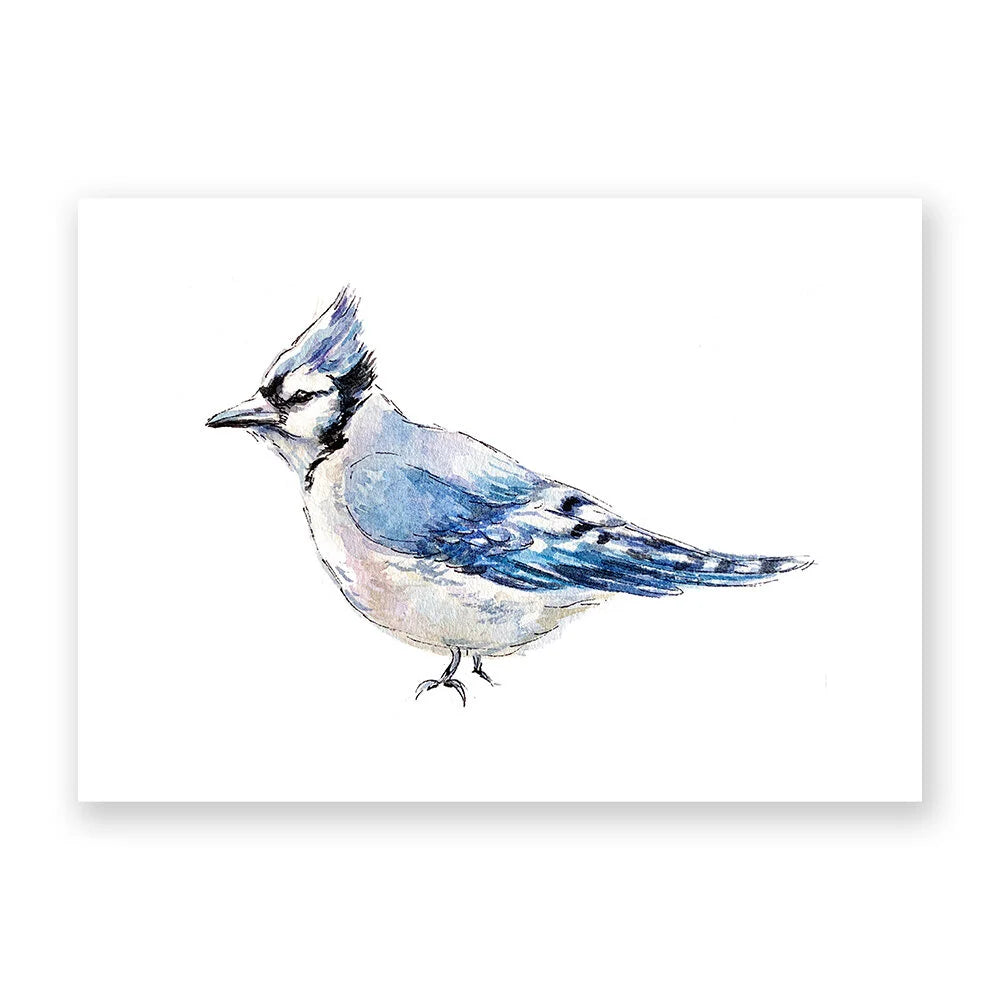Blue Jay by Gloria Ho - 8x10 Print