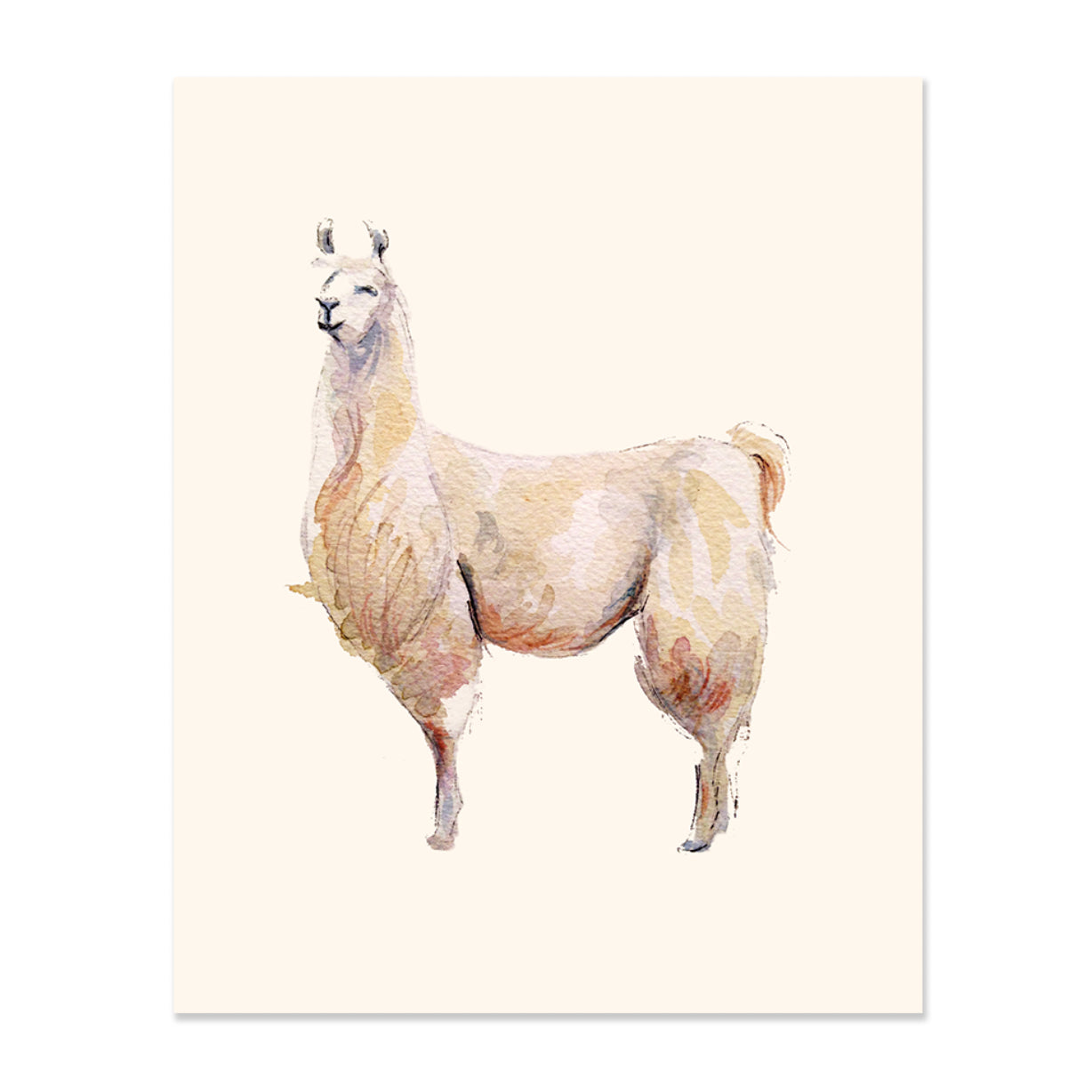 Llama by Gloria Ho - 8x10 Print