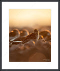 Framed print with mat & glazing