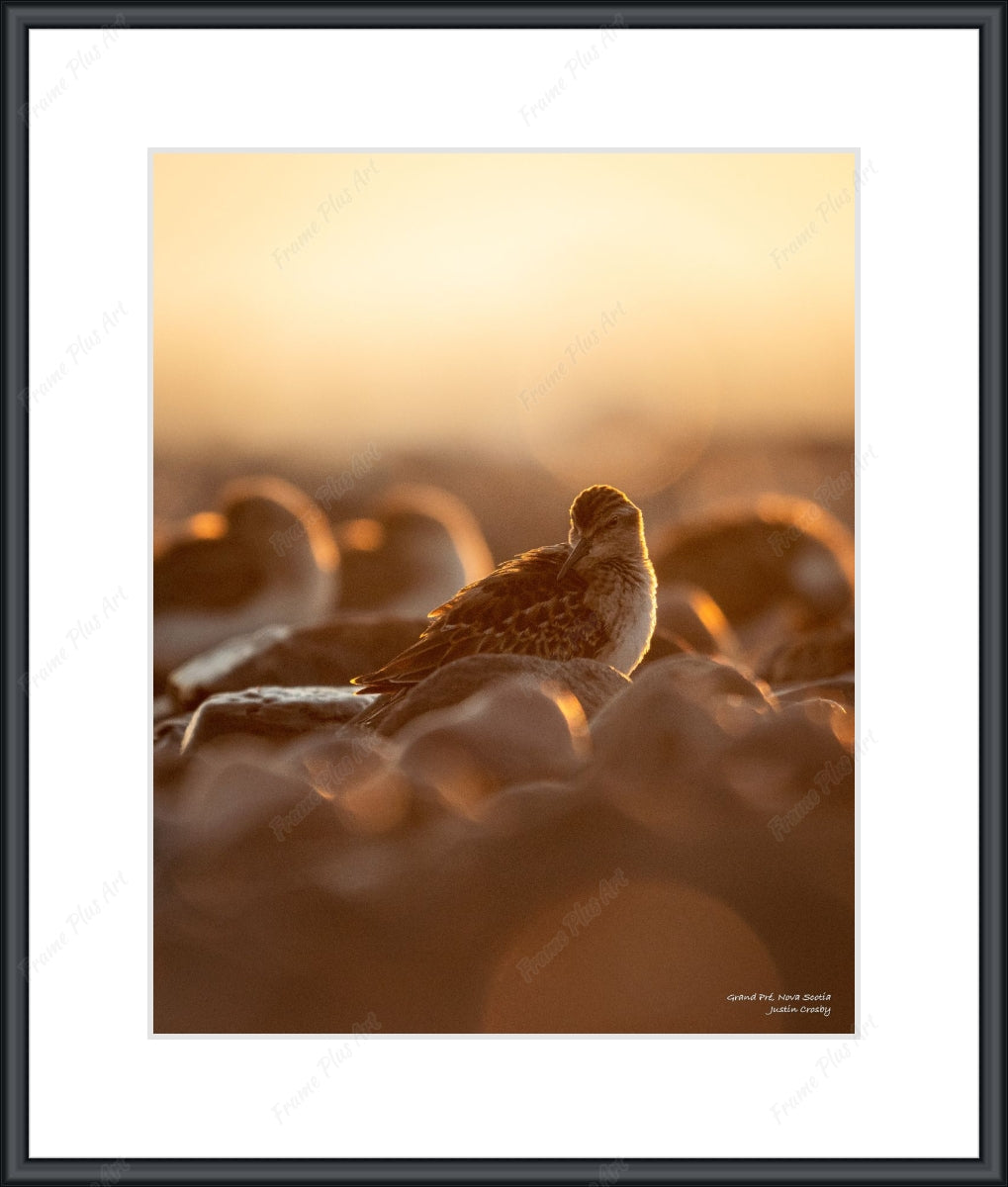 Framed print with mat & glazing