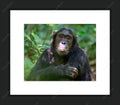 Framed print with mat & glazing