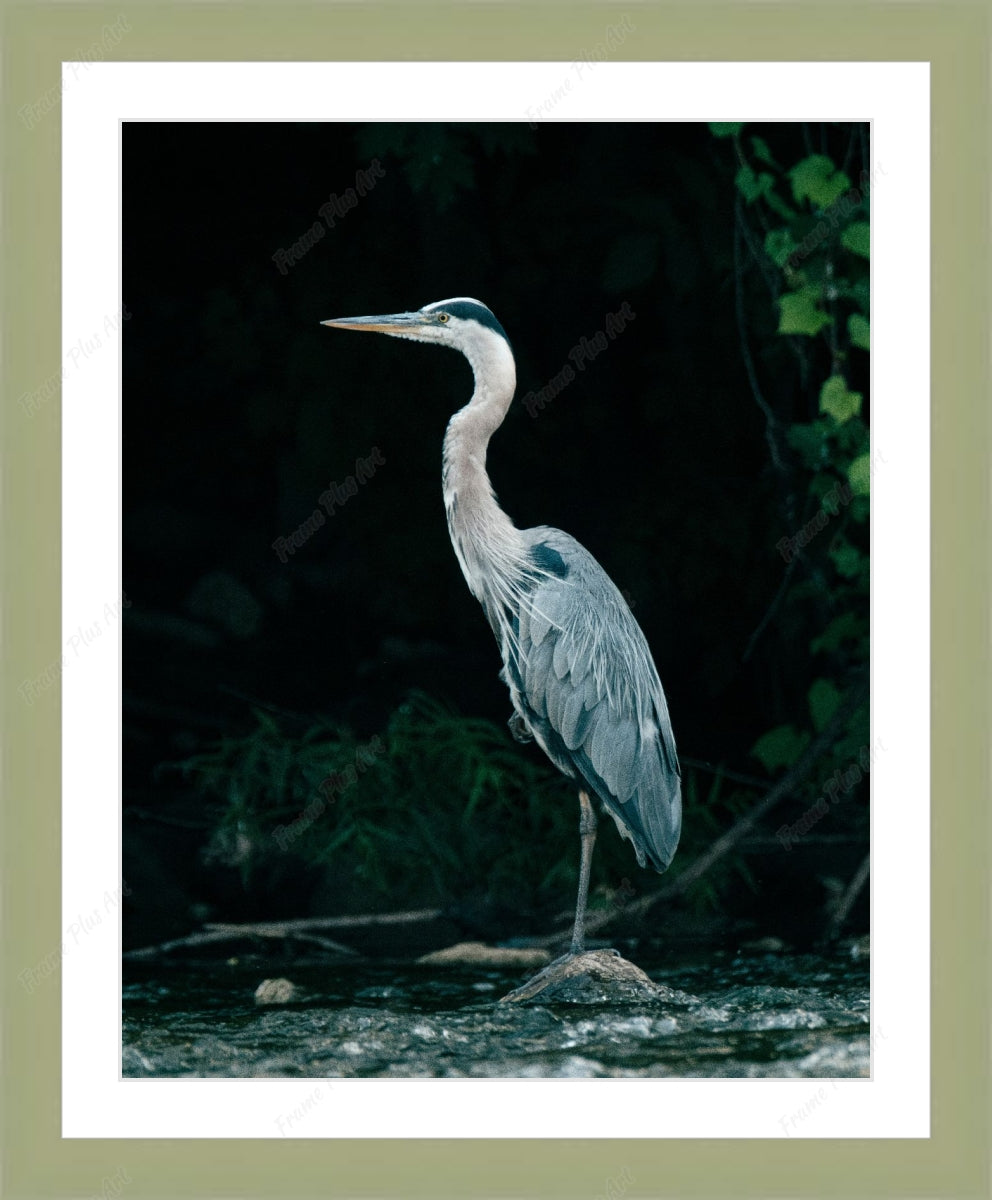 Framed print with mat & glazing