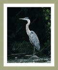 Framed print with mat & glazing